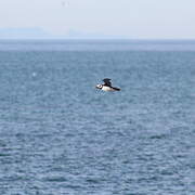 Horned Puffin