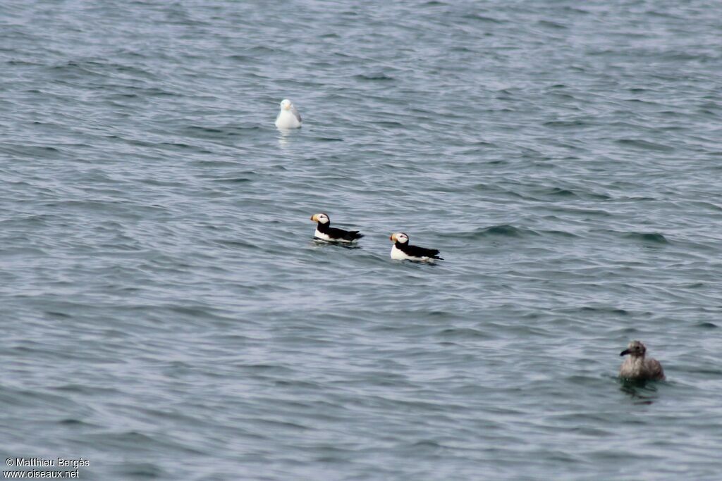 Horned Puffin