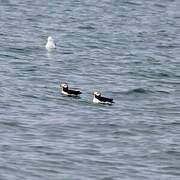 Horned Puffin