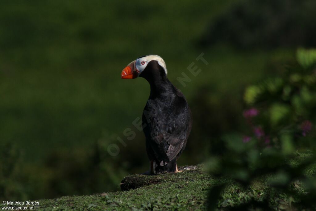 Tufted Puffin