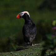 Tufted Puffin