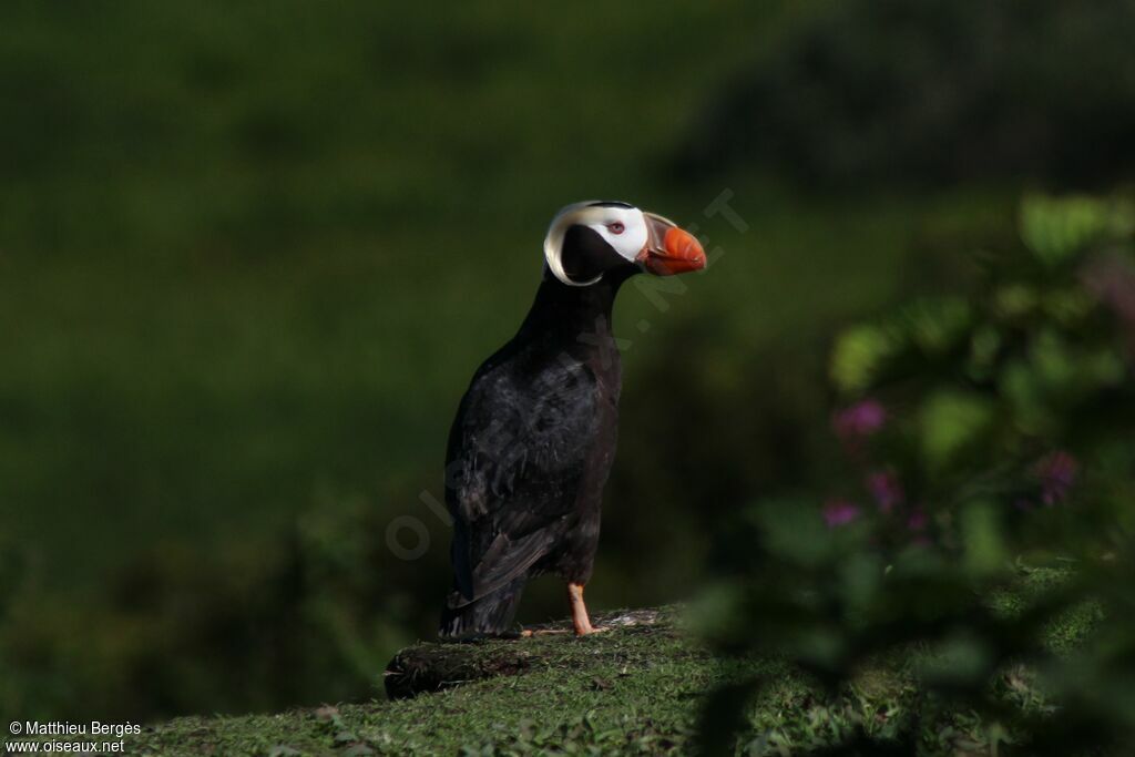 Tufted Puffin