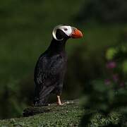 Tufted Puffin