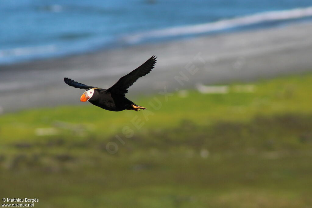 Tufted Puffin