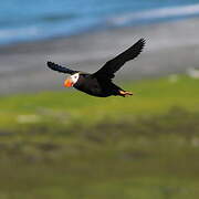 Tufted Puffin