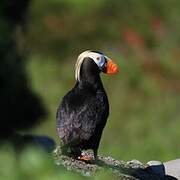 Tufted Puffin