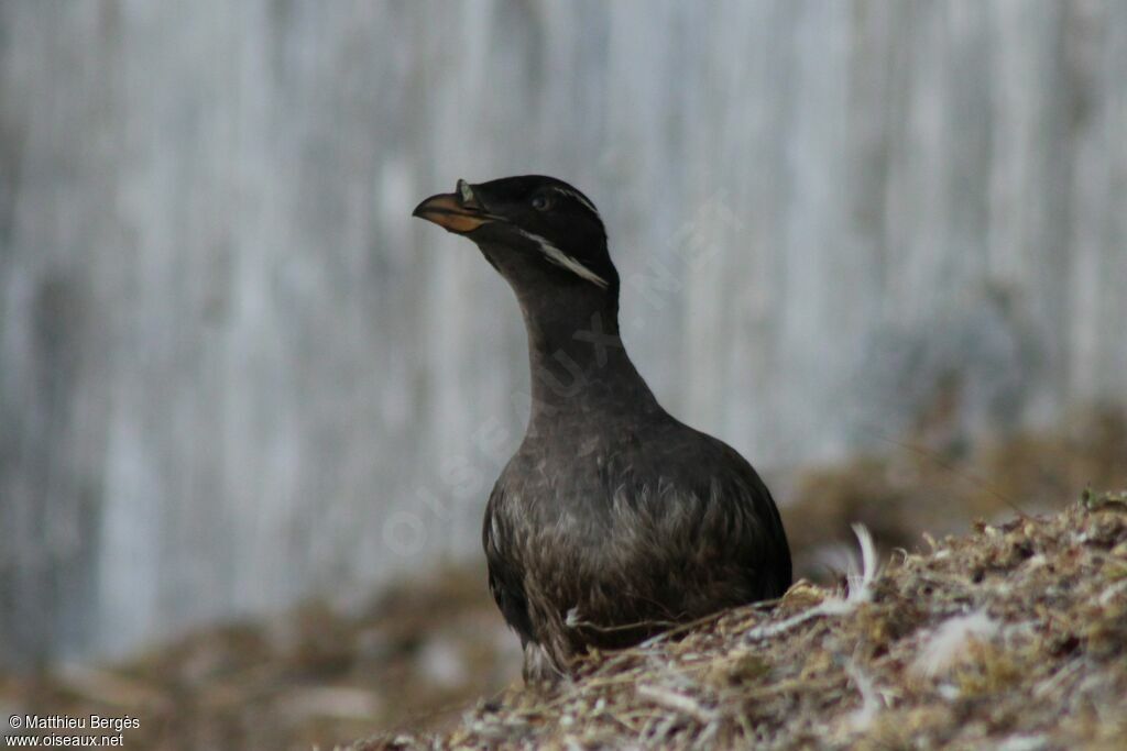 Rhinoceros Auklet