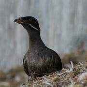 Rhinoceros Auklet