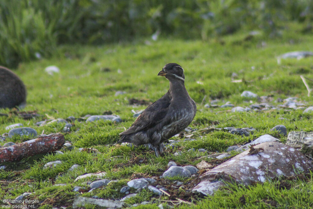 Rhinoceros Auklet