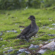 Rhinoceros Auklet