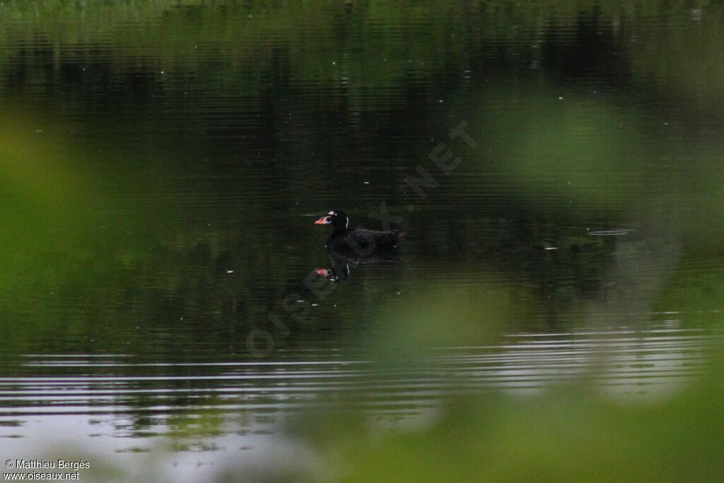 Surf Scoter