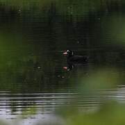 Surf Scoter