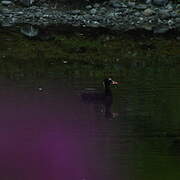 Surf Scoter