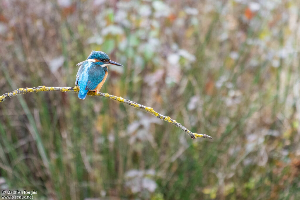 Common Kingfisher