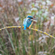 Common Kingfisher