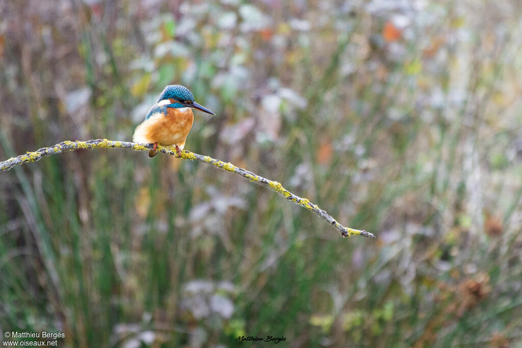 Common Kingfisher