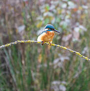 Common Kingfisher