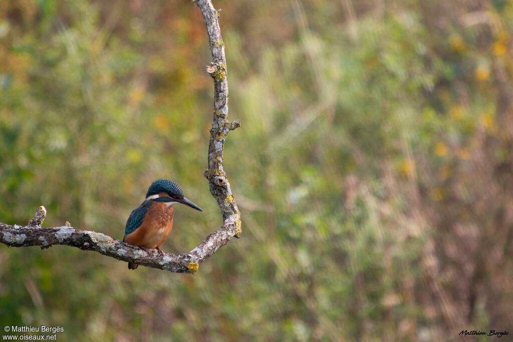 Common Kingfisher