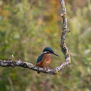 Common Kingfisher