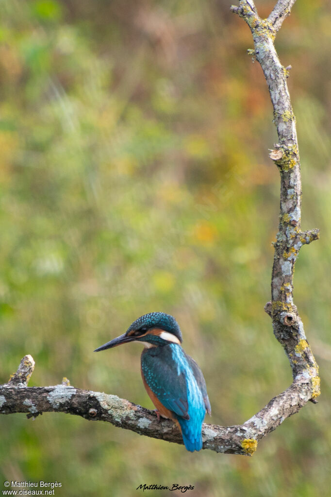 Common Kingfisher