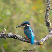 Common Kingfisher