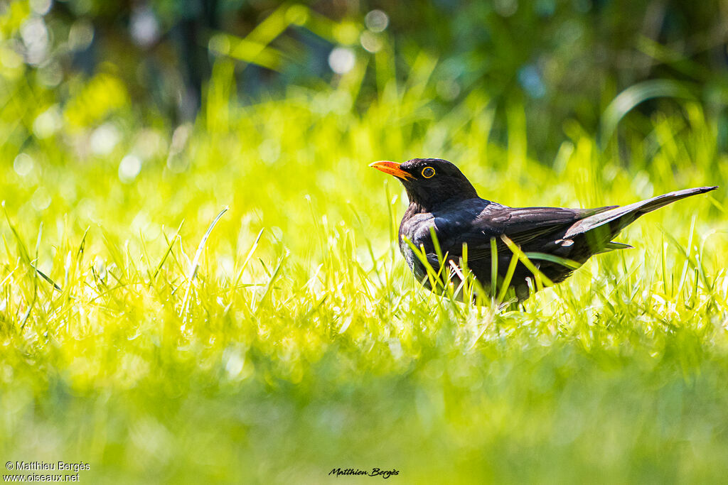 Common Blackbird male