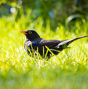 Common Blackbird