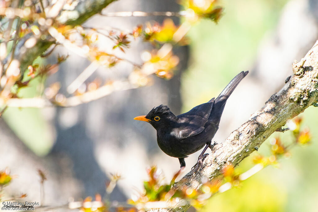 Common Blackbird