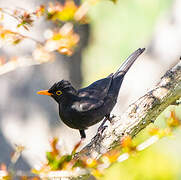 Common Blackbird