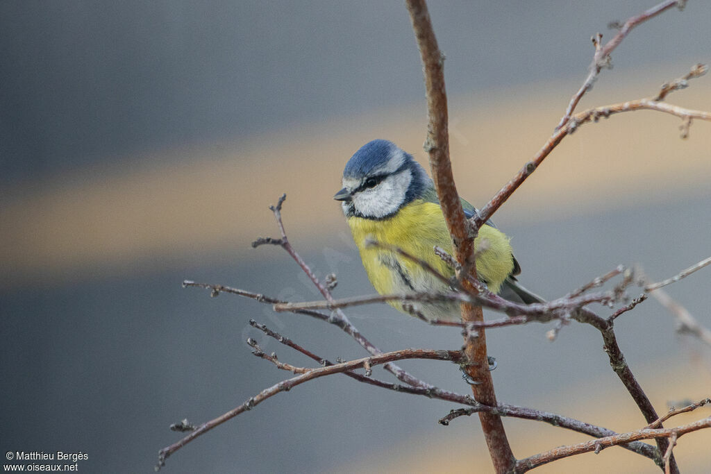 Mésange bleue