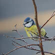 Mésange bleue