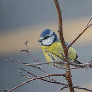 Mésange bleue