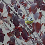 Eurasian Blue Tit