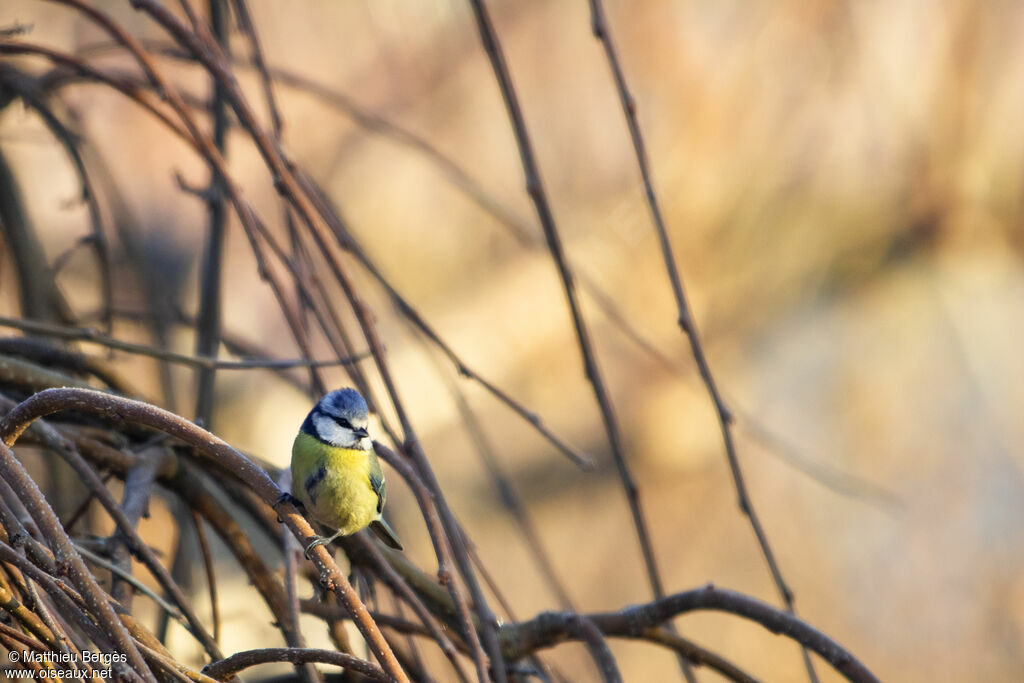 Eurasian Blue Tit