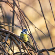 Eurasian Blue Tit