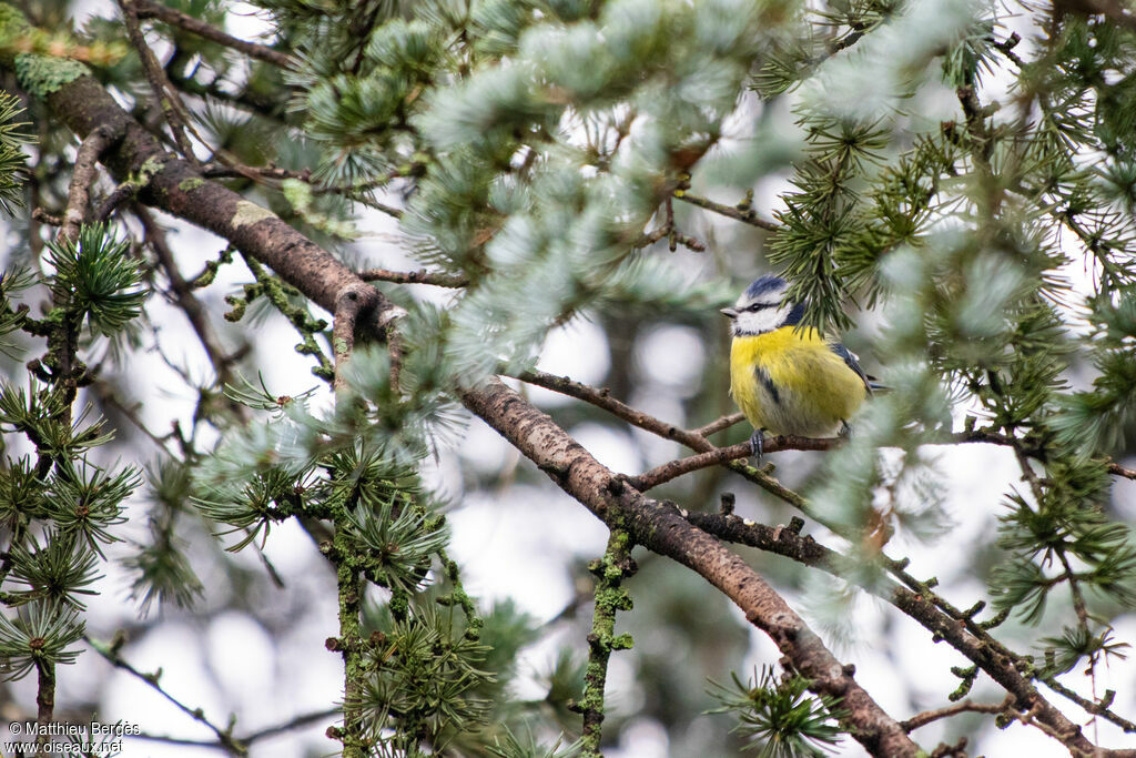 Mésange bleue