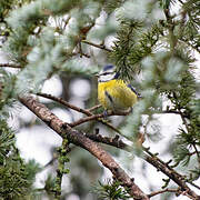 Eurasian Blue Tit