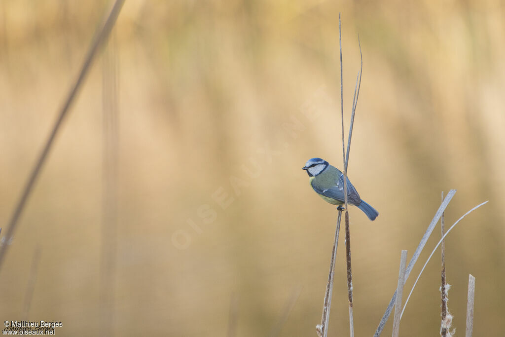 Mésange bleue