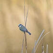 Mésange bleue