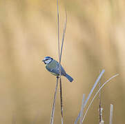 Eurasian Blue Tit