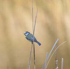 Mésange bleue