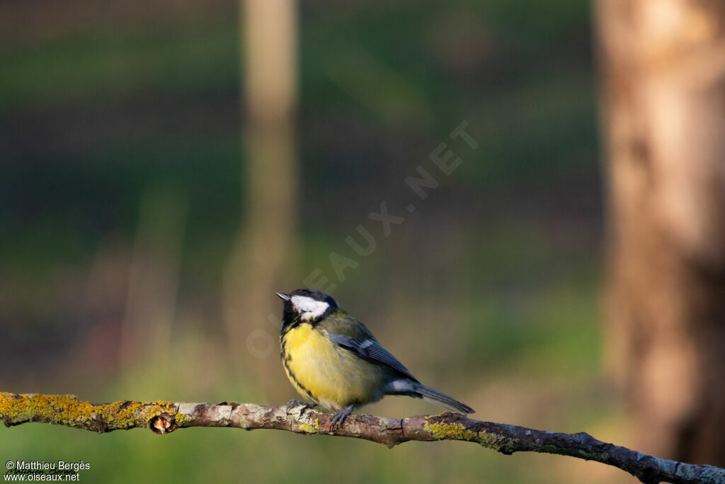 Great Tit