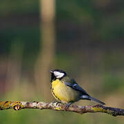 Great Tit