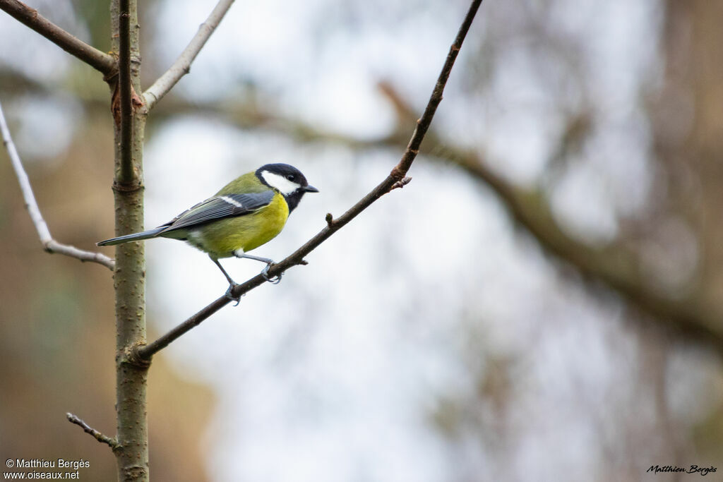 Great Tit