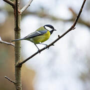 Great Tit