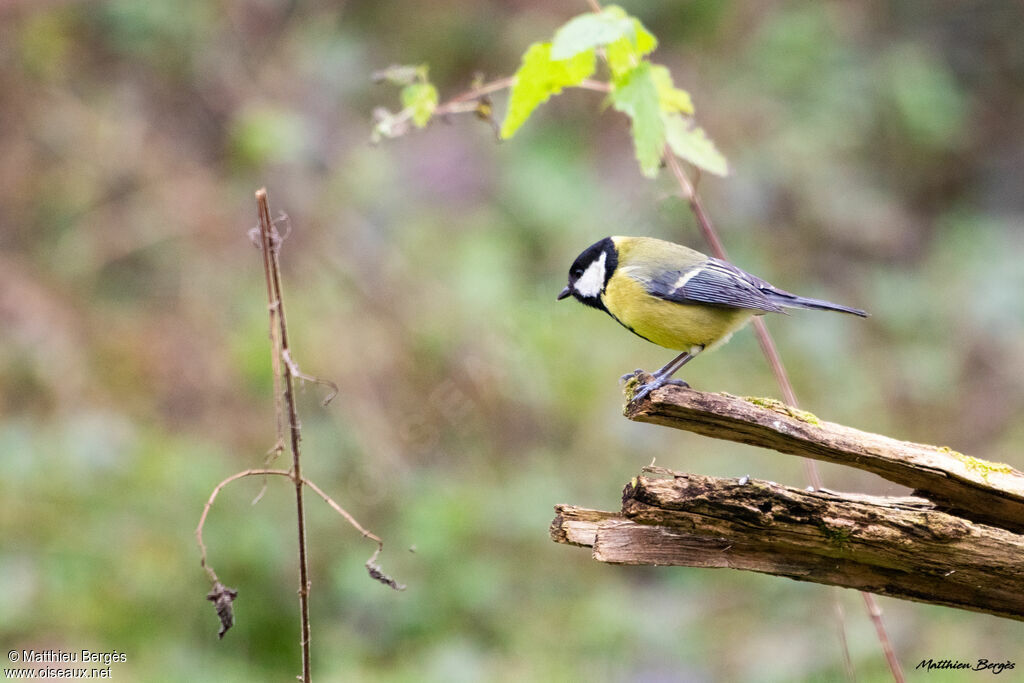 Great Tit