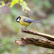 Great Tit