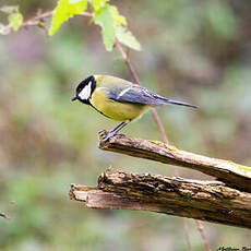 Mésange charbonnière