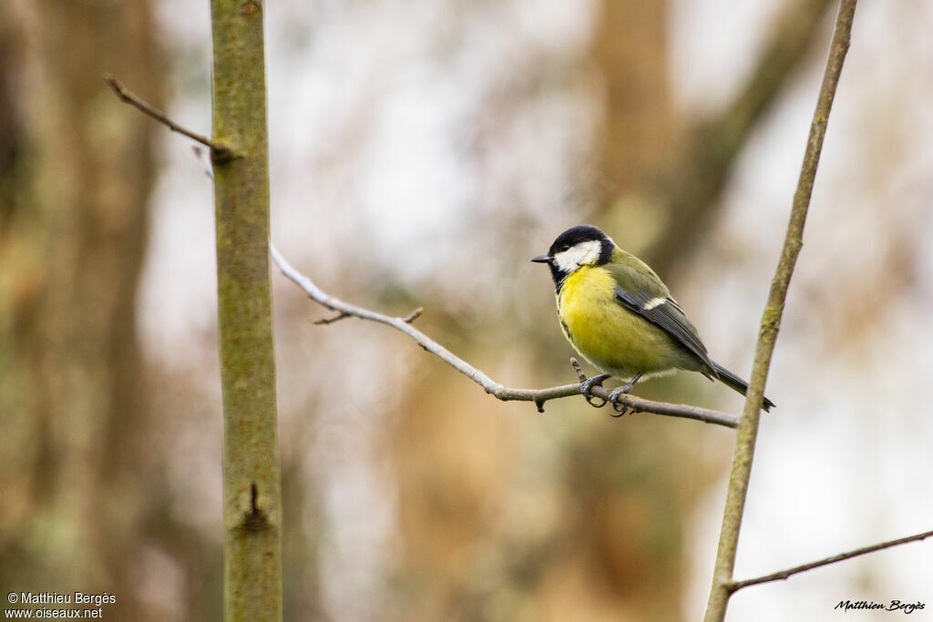 Great Tit