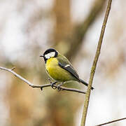 Great Tit